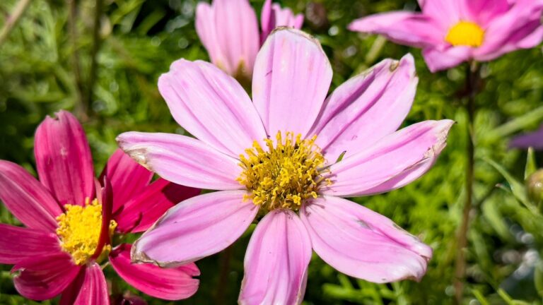 cosmos flower