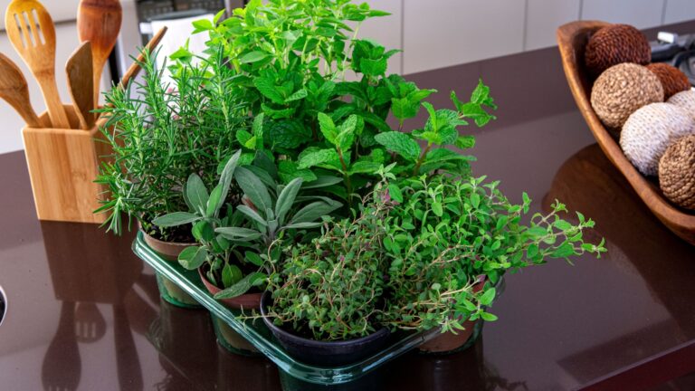 indoor herbs
