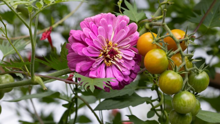 zinnia flower and tomato fruits