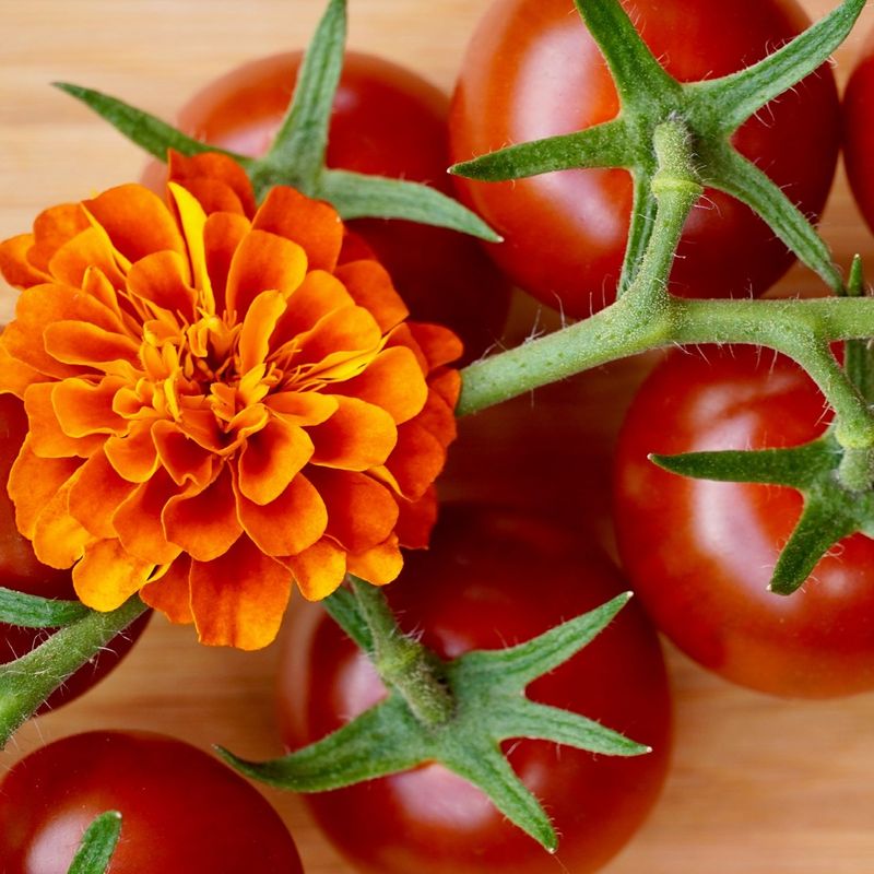 Marigolds: The Ultimate Tomato Guardian