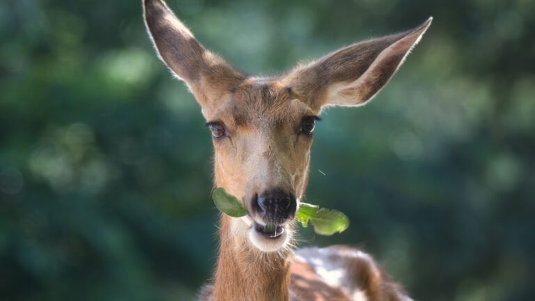 deer chews a leaf