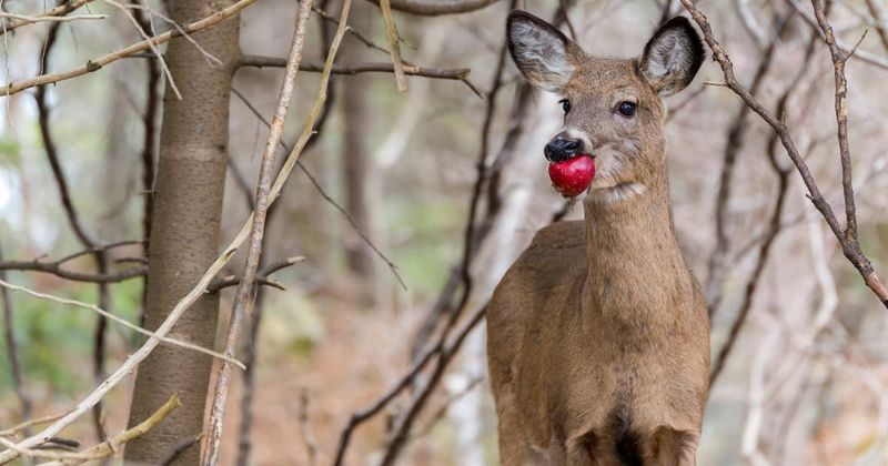 Apple Trees: The Ultimate Deer Magnet