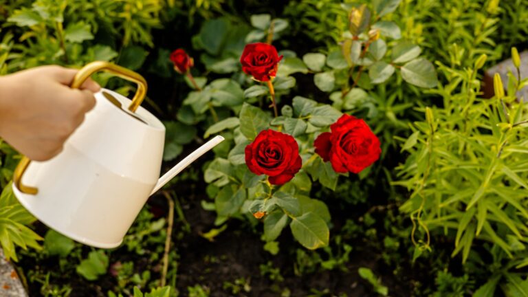 watering roses