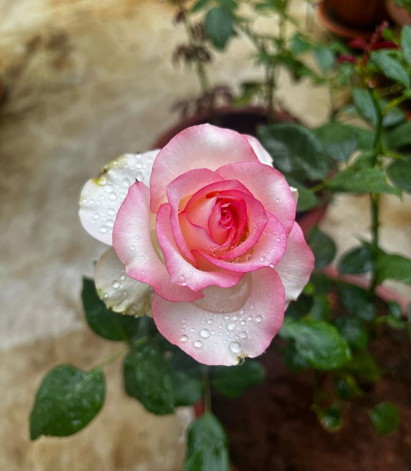 Morning Watering Magic
