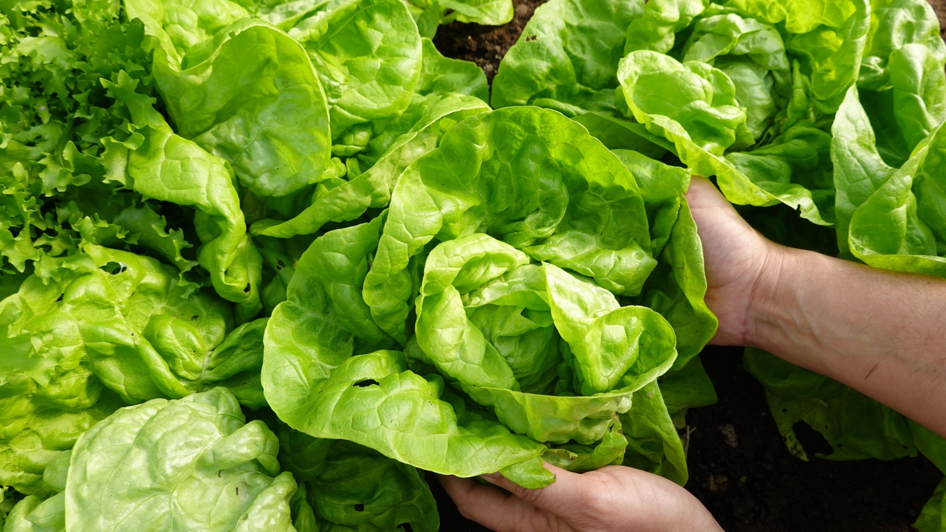 lettuce