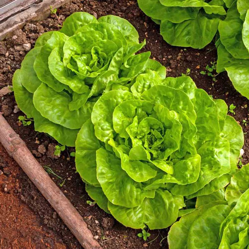 Buttercrunch Lettuce
