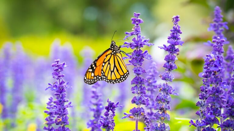 Monarch Butterfly Perched on Purple Flower