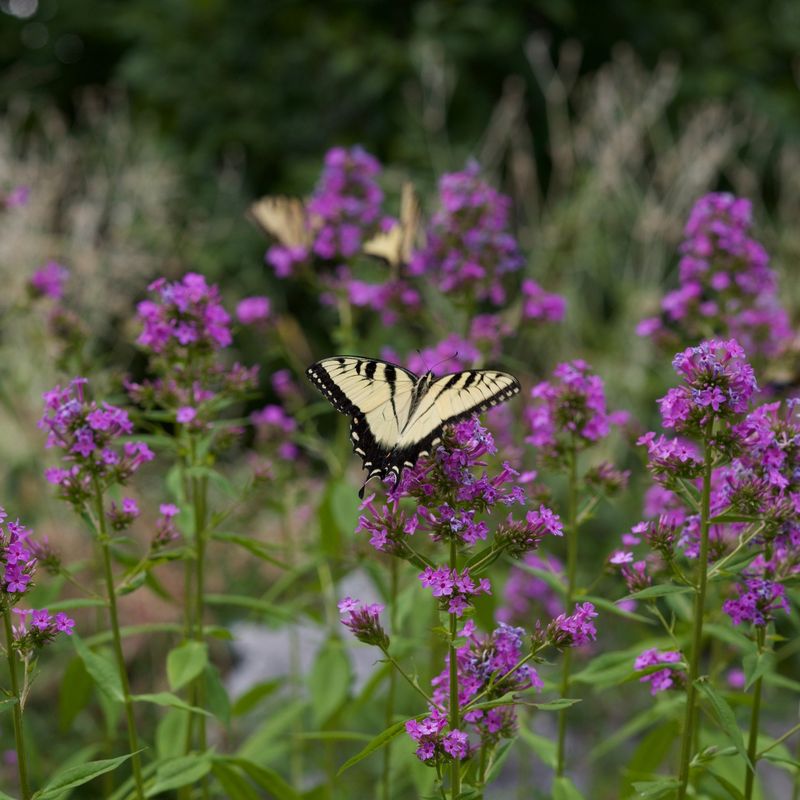 1. Purple: Lavender And Verbena