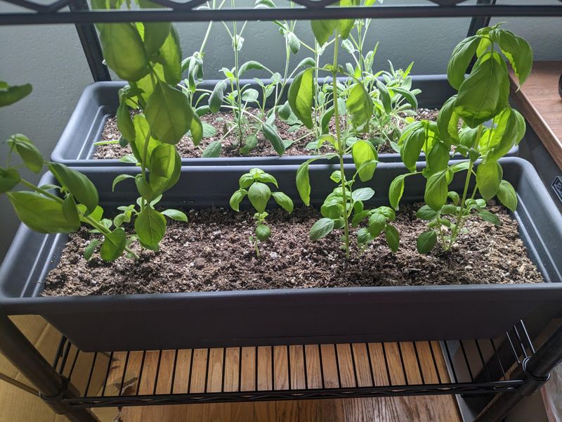 Ignoring Sunlight Requirements