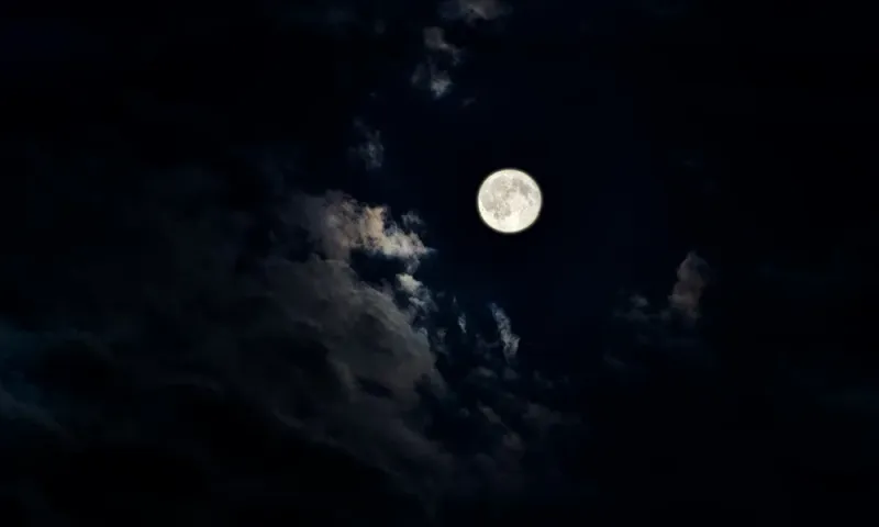 Plant By The Moon
