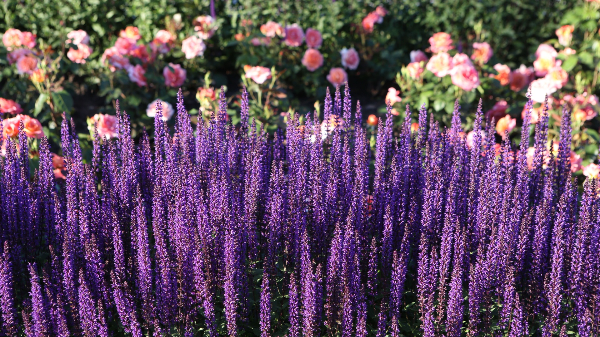 15 Gorgeous Lavender Ground Covers That Double As Living Mulch