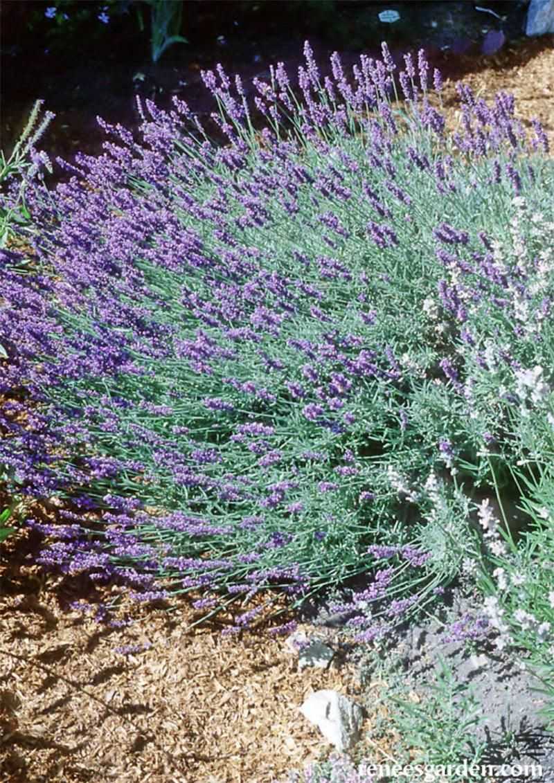 Munstead Lavender
