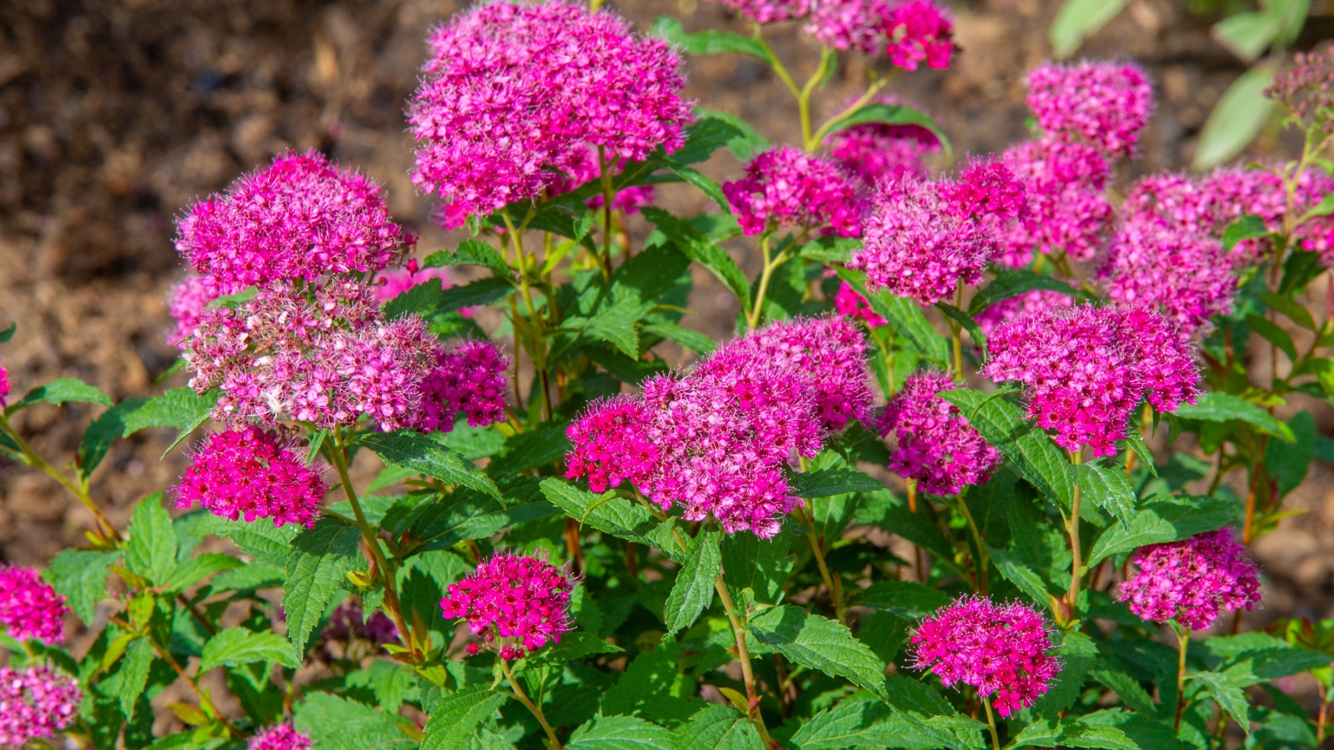 15 Ground Covers With Shrub-Like Growth (And Why You Need Them)