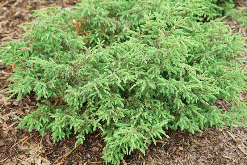Creeping Juniper (Juniperus horizontalis)
