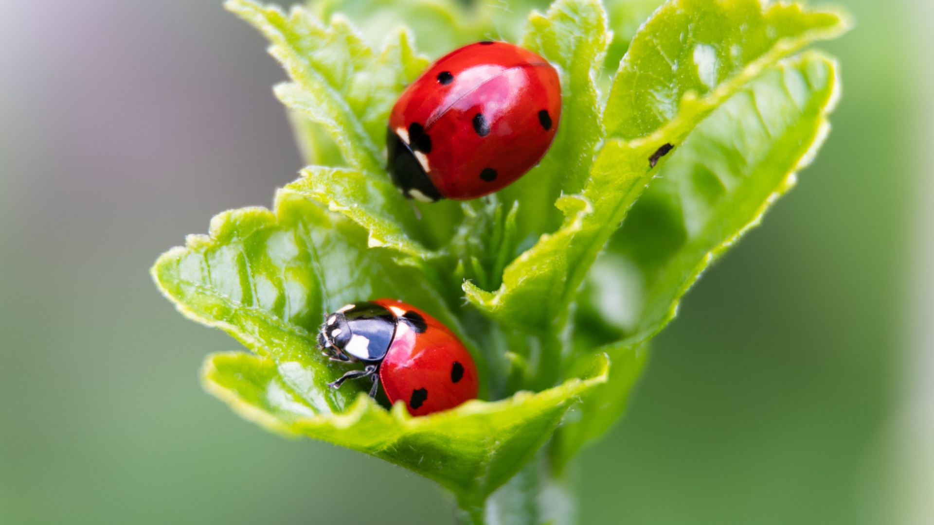 ladybugs on a plant