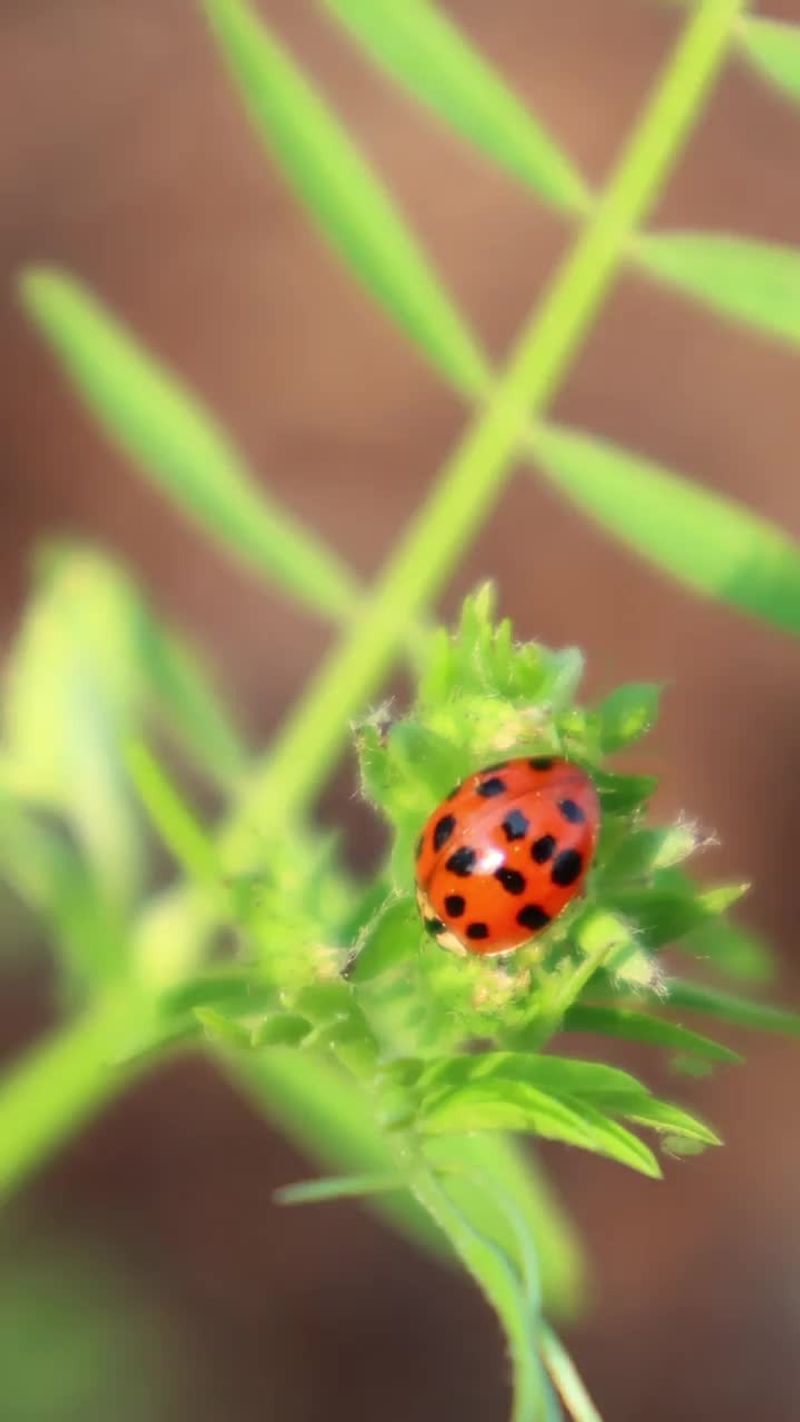 Ladybugs: The Aphid Destroyers