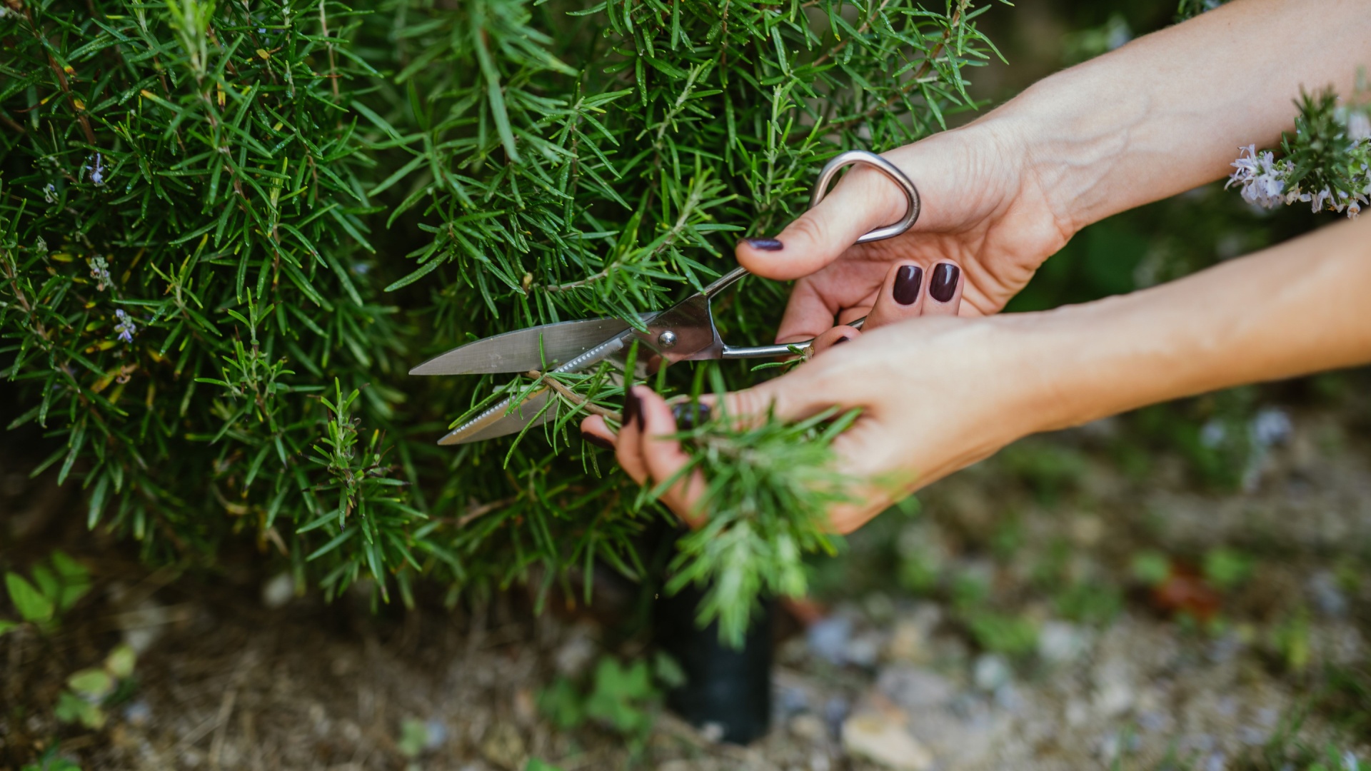 female gardener cuts a rosemary plant