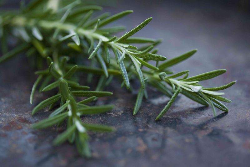 Rosemary: The Memory Keeper