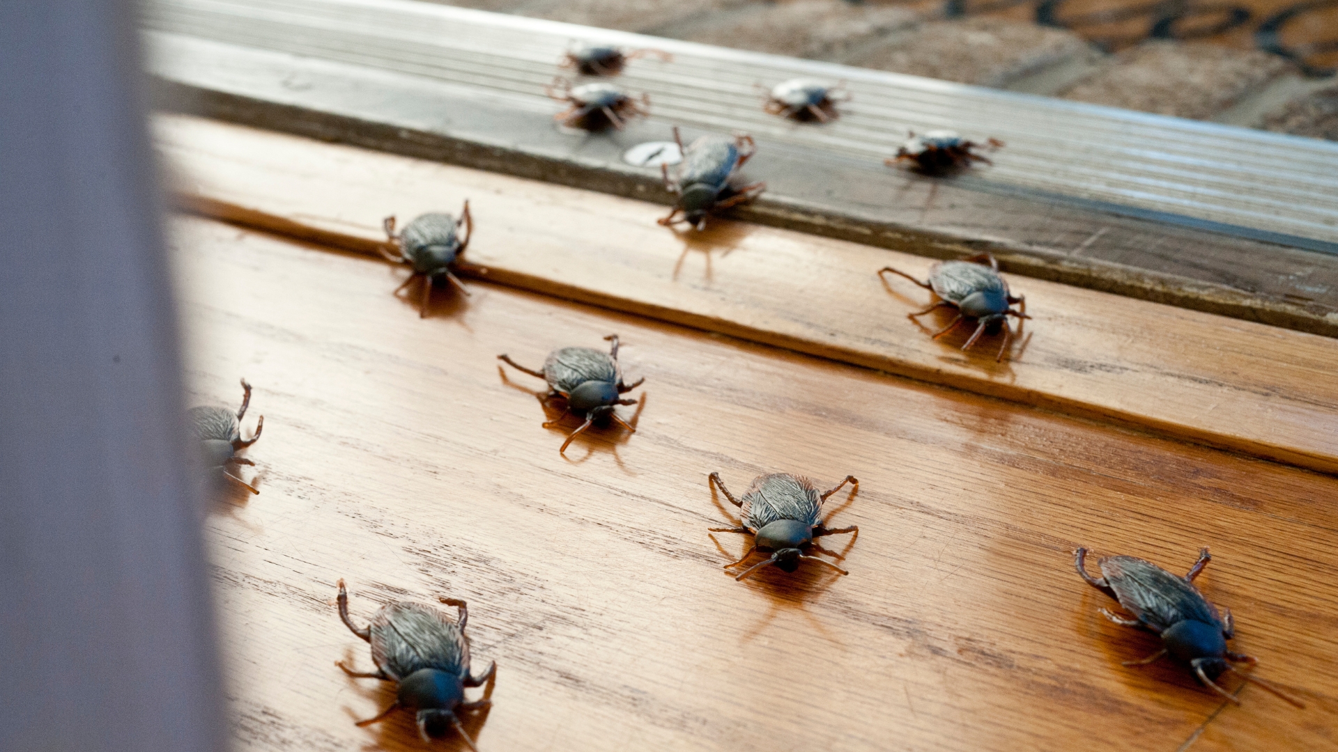 Roaches