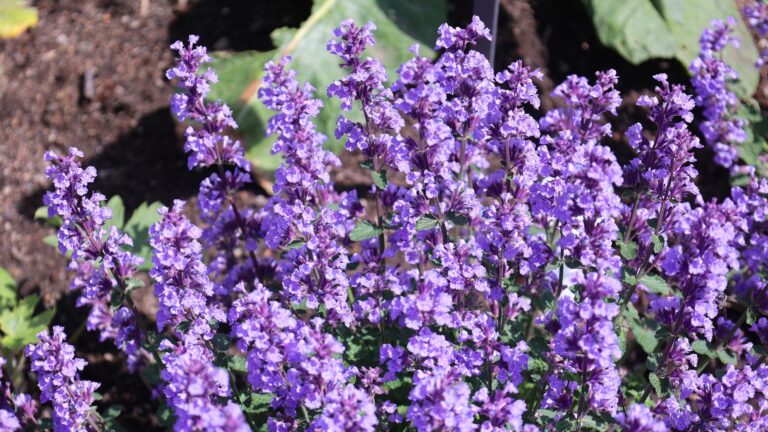 catmint