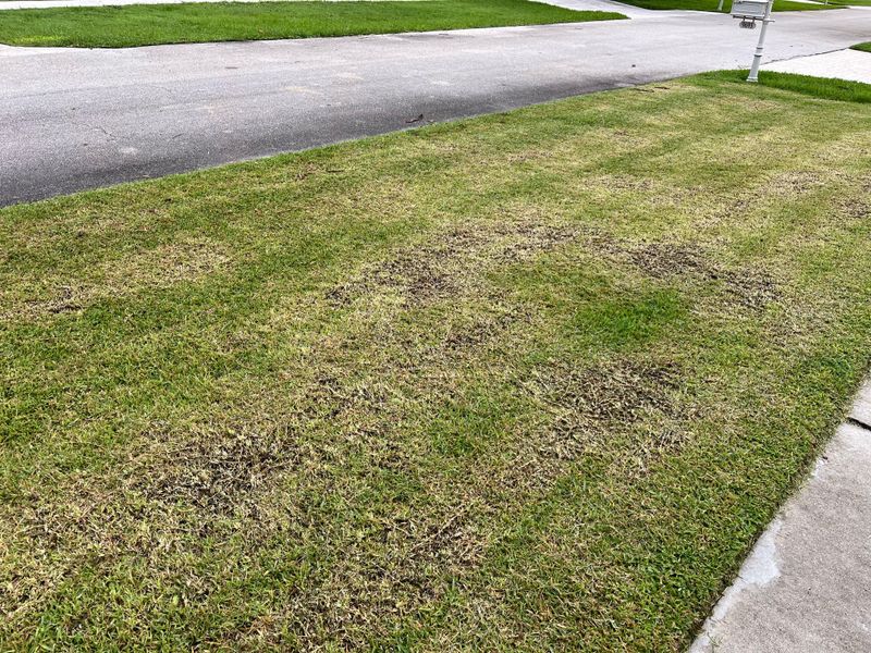 Cutting Grass Too Short
