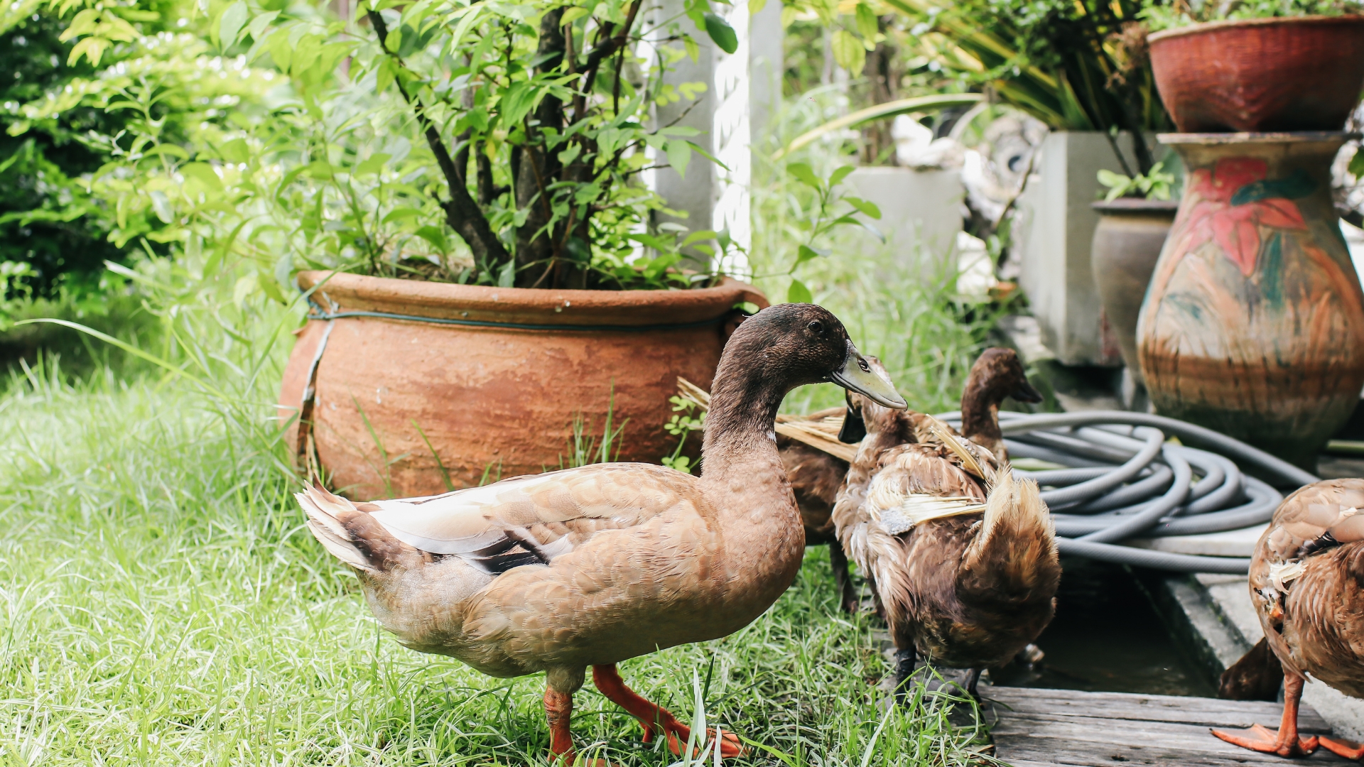 ducks