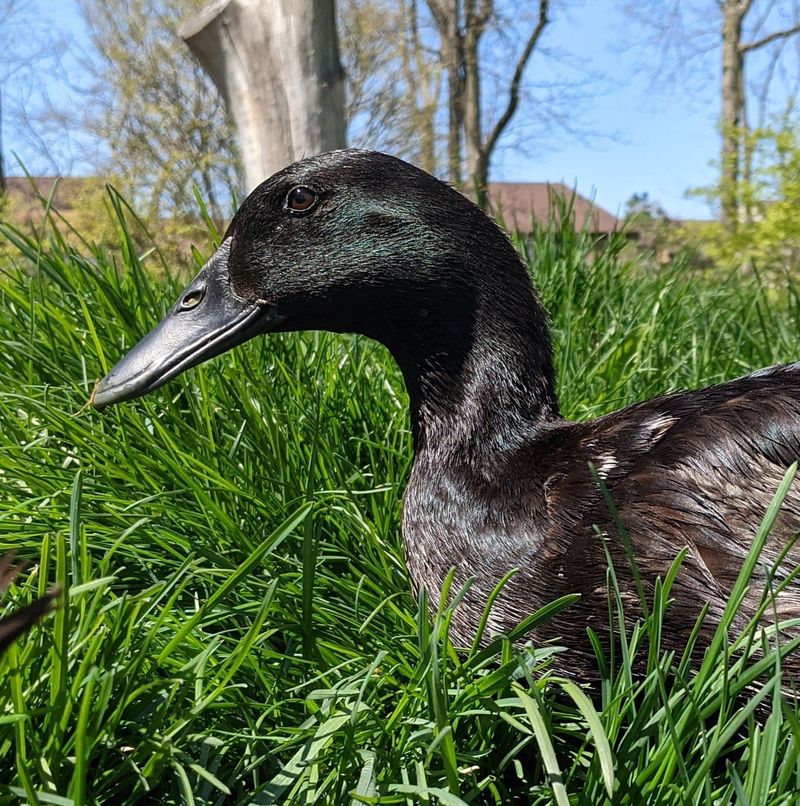 Wrong Duck Breeds