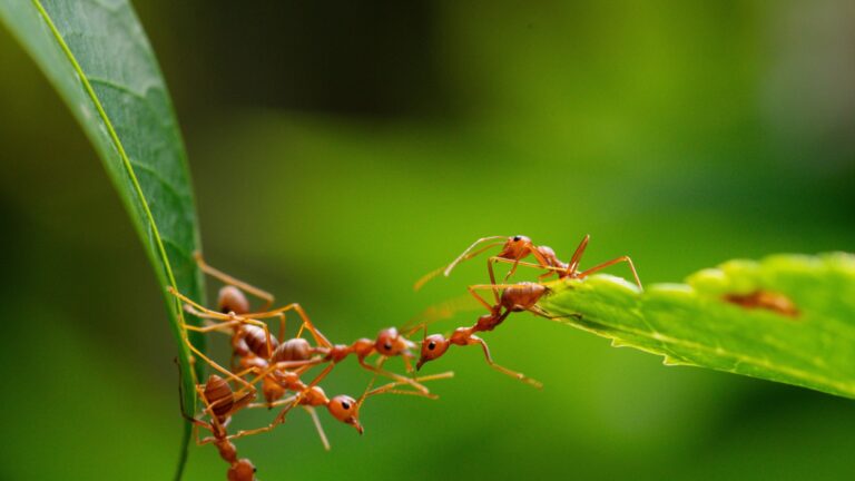 ants on plant leaves