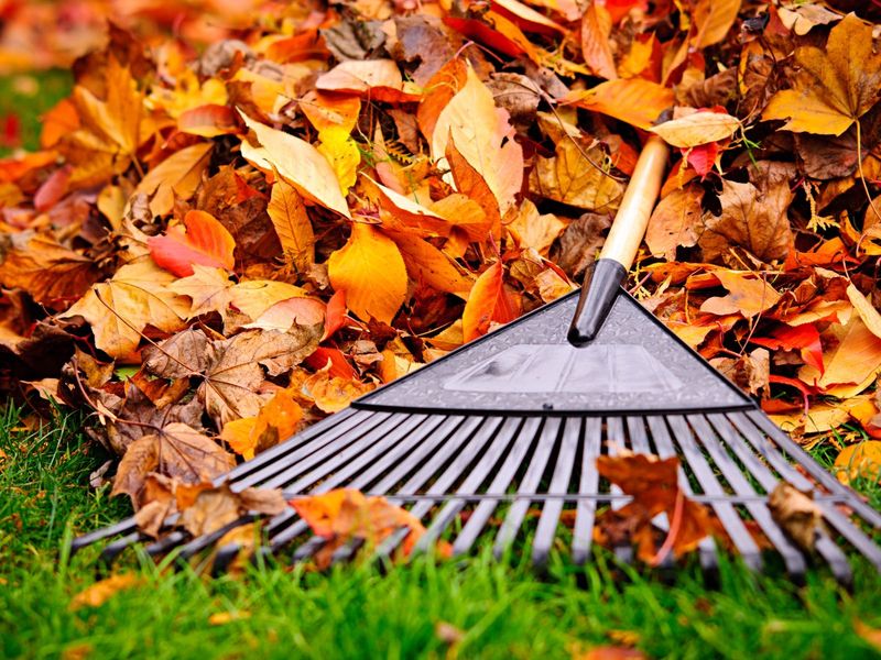 Fallen Leaves