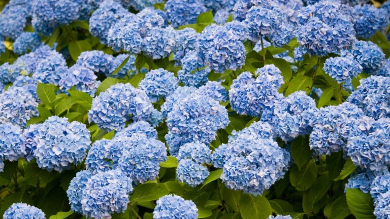 Hydrangeas