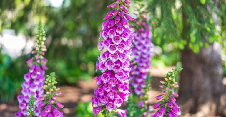 15 Perennial Flowers That Keep Your Garden Blooming From Spring To Fall