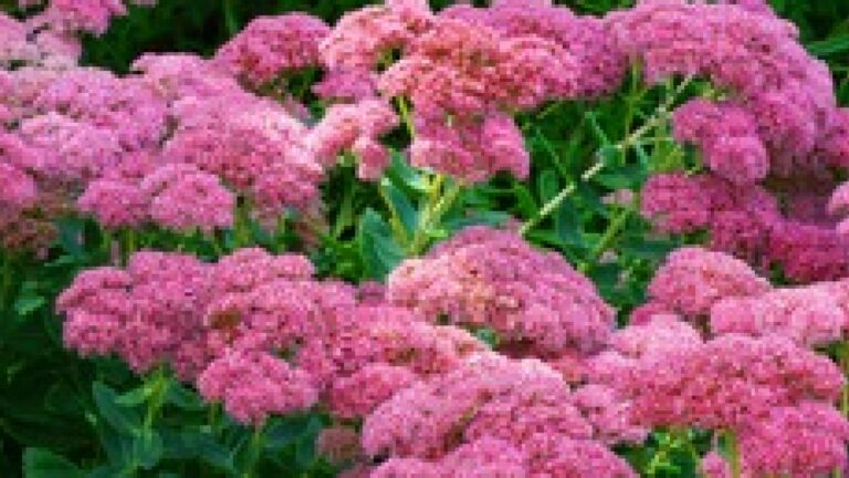 sedum autumn joy flowers