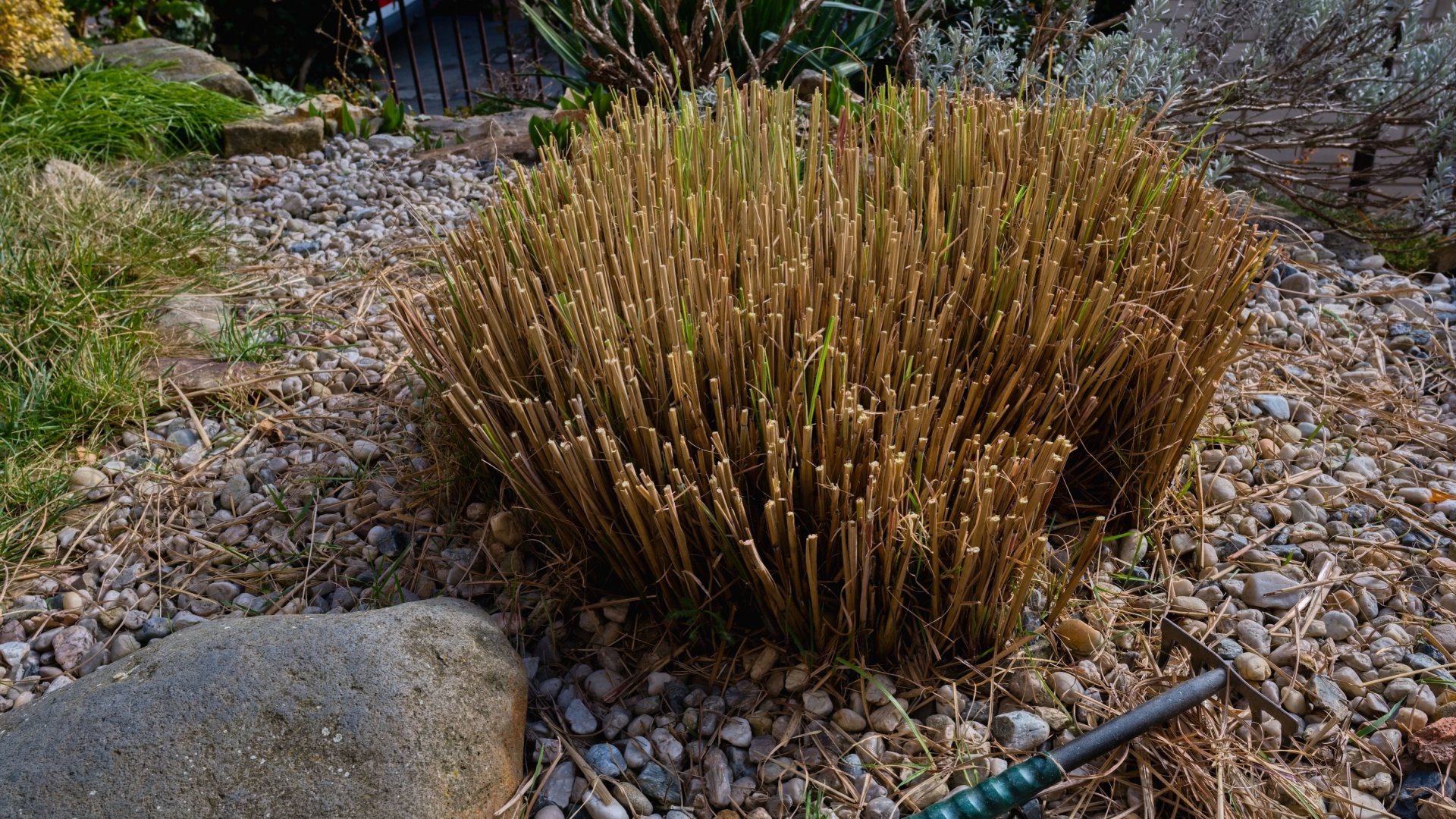 15 Perennials To Cut Back This Summer For Bigger Blooms—And 5 To Leave Alone