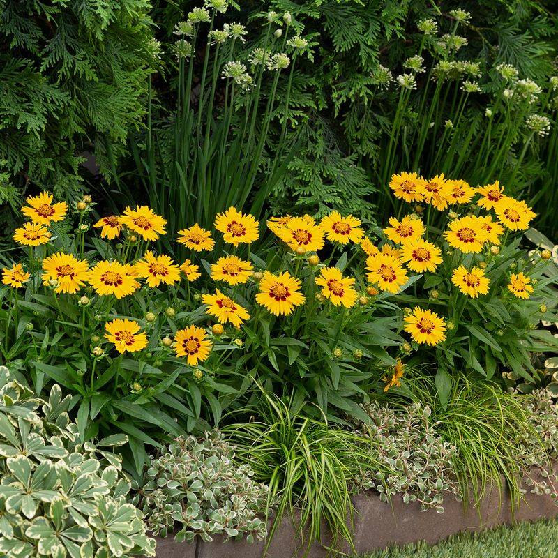 Shear Back Coreopsis for a Spectacular Second Show