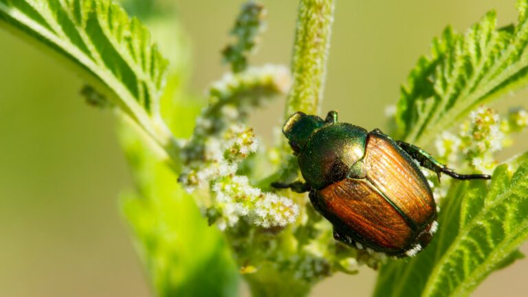 Japanese Beetles