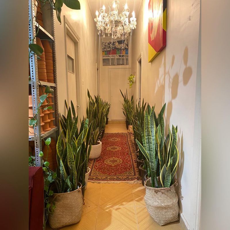 Snake Plant (Sansevieria)