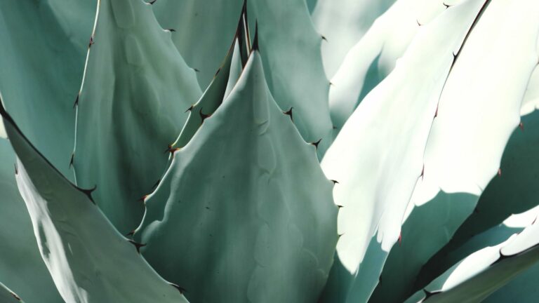 agave
