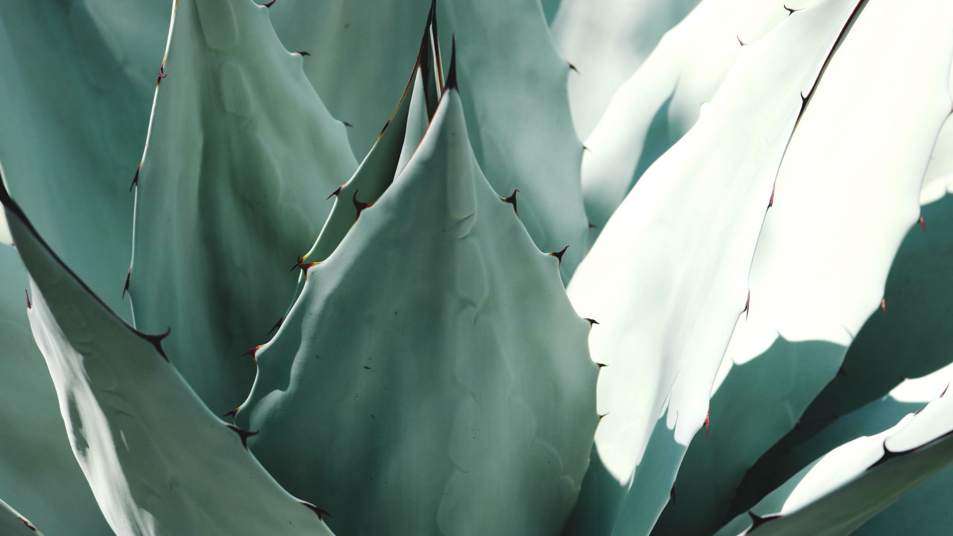 15 Plants With Thorns And Spines You Should Never Grow In Family Gardens (And What To Plant Instead)