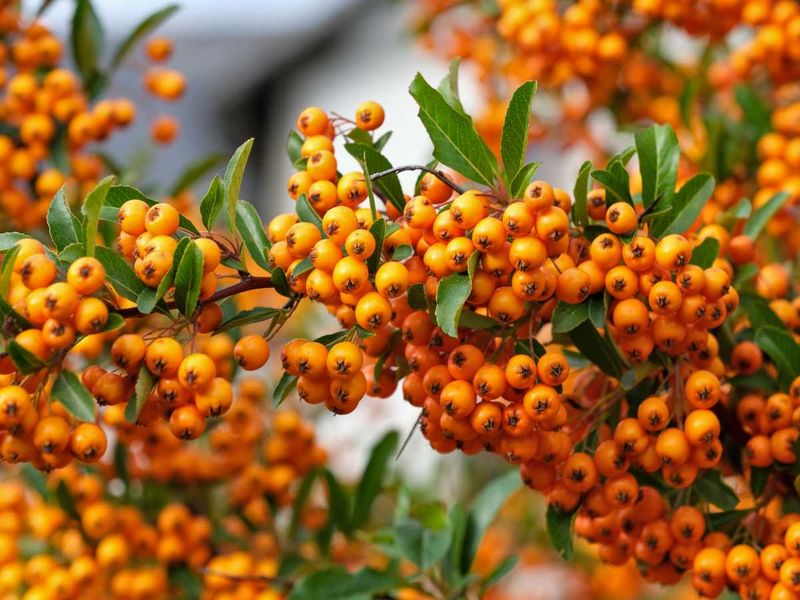 Pyracantha (Firethorn)
