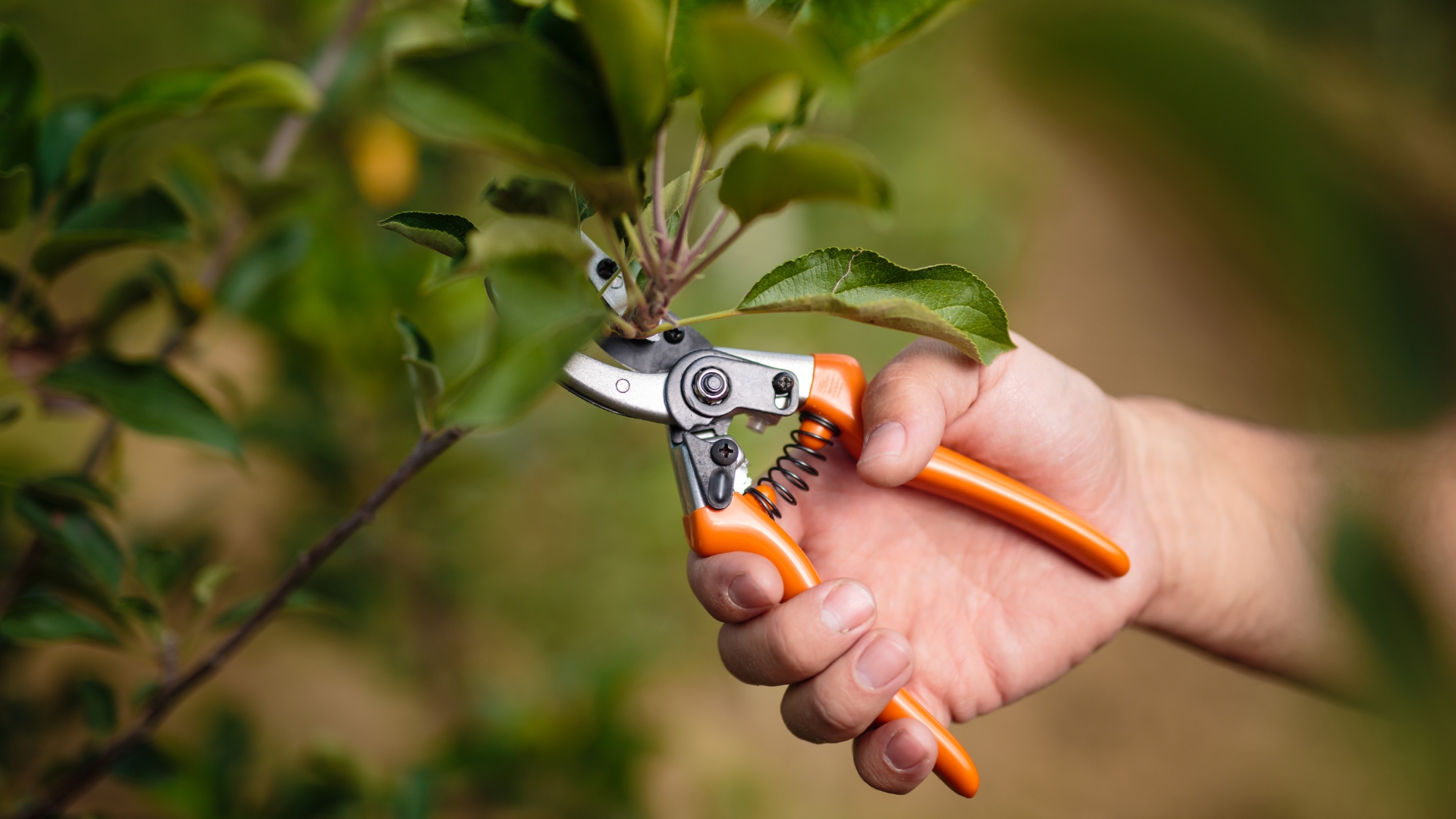 gardener prunes a spirea plant