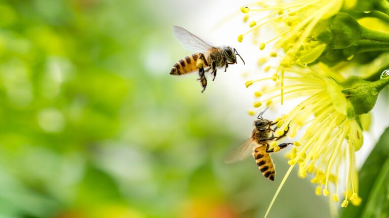 bees feeding on a yellow flower