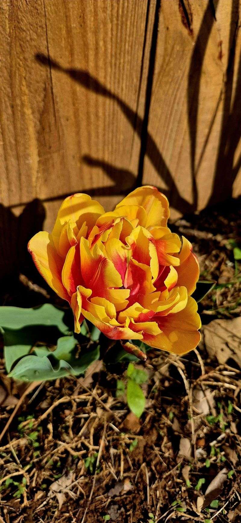 Double-Flowered Varieties