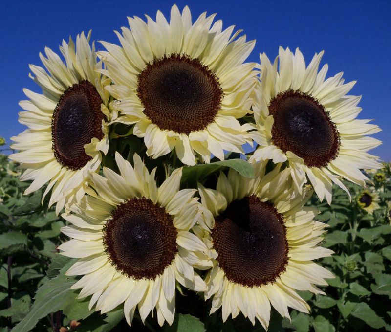 Double-Flowered Hybrid Sunflowers