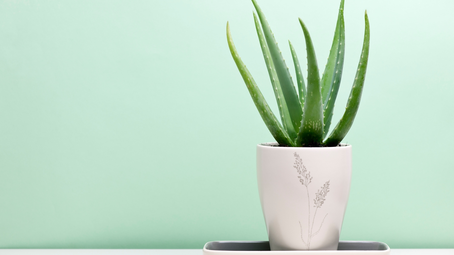 aloe vera