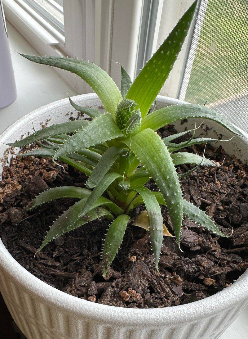 Perfect Your Watering Routine