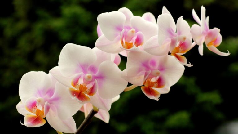 orchids