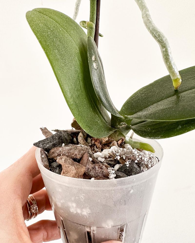 Choose The Right Potting Medium