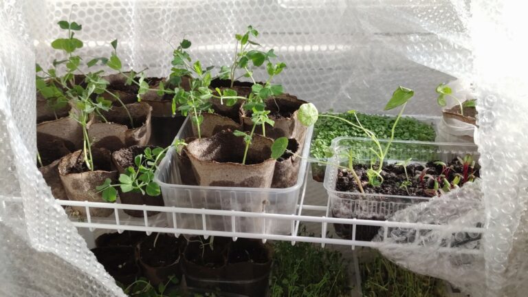 bubble wrap used as insulation for potted seedlings