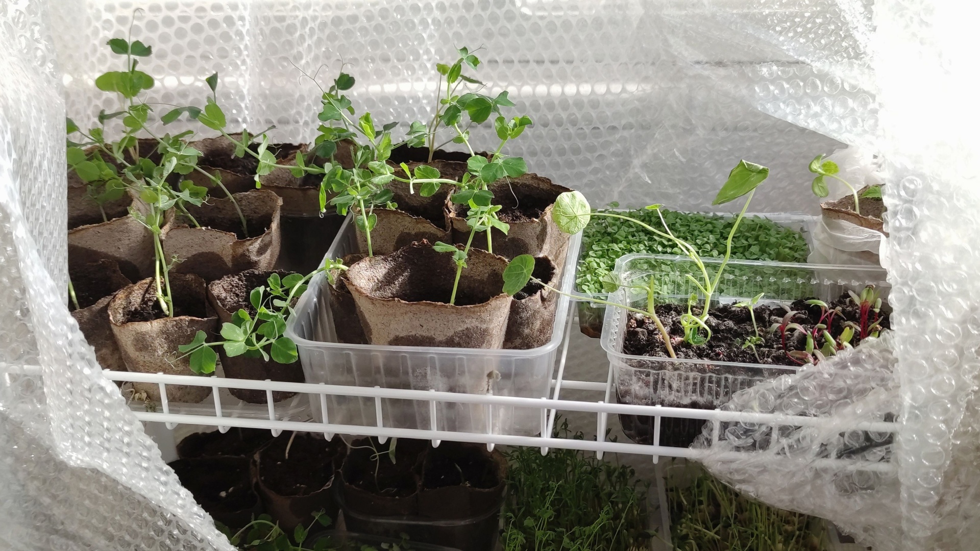 15 Reasons Gardeners Are Hoarding Bubble Wrap (And How It Can Save You Hundreds On Greenhouse Costs)