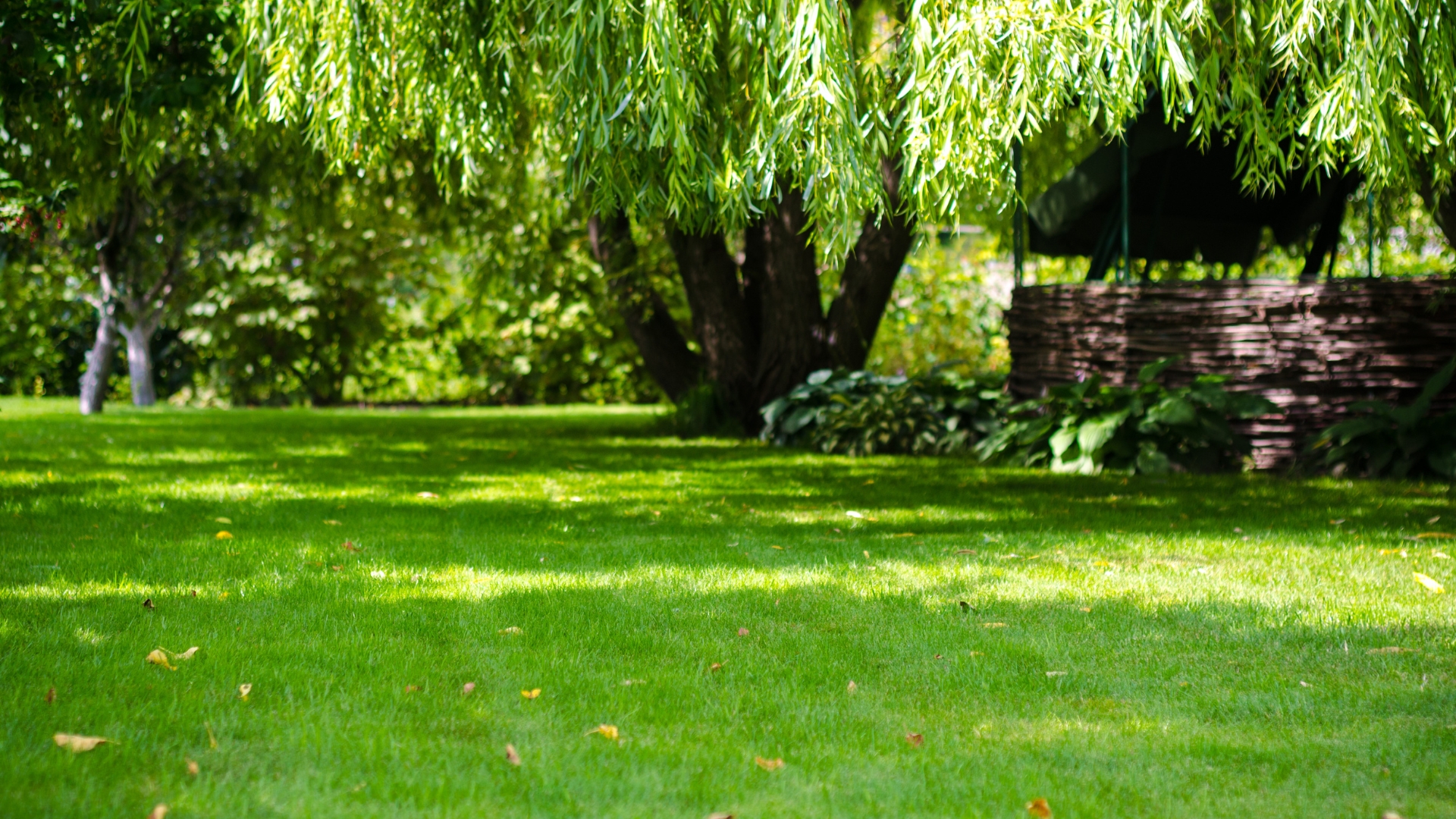15 Reasons Gardeners Are Pouring Dish Soap On Lawns This Summer (And What It Actually Does)